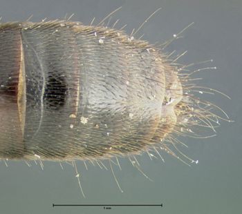 Media type: image;   Entomology 24102 Aspect: abdomen ventral view